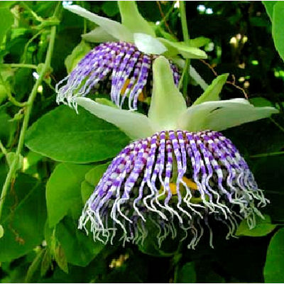 passion flower